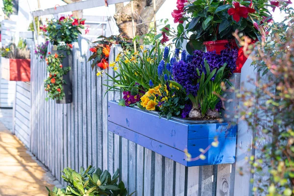 春の花と花の鍋 家や庭の装飾 — ストック写真