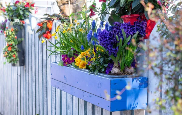 春の花と花の鍋 家や庭の装飾 — ストック写真