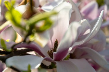 Bahar bahçesinde pembe manolyalar