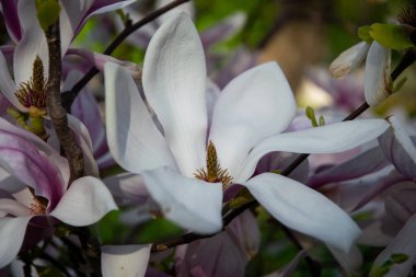 Bahar bahçesinde pembe manolyalar