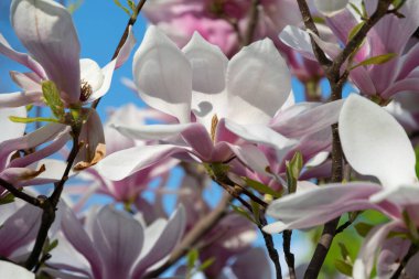 Bahar bahçesinde pembe manolyalar