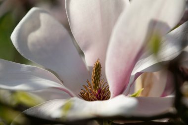 Bahar bahçesinde pembe manolyalar