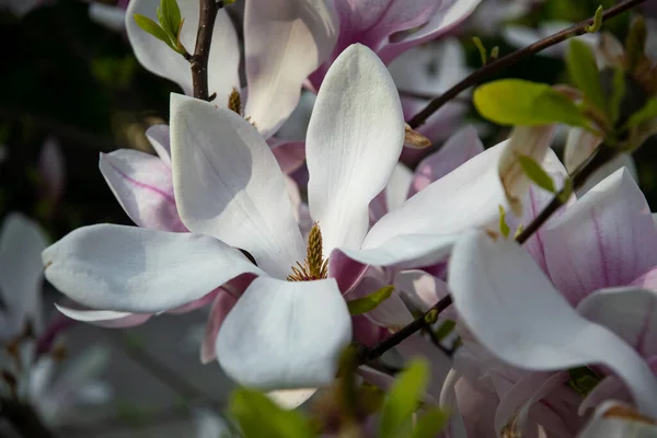 Pink Magnolias Spring Garden — Stock Photo, Image