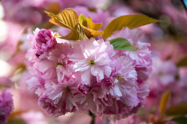 Çiçekli pembe Japon sakura ağacı.