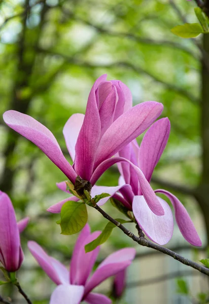 Pink Magnolias Spring Garden — Zdjęcie stockowe