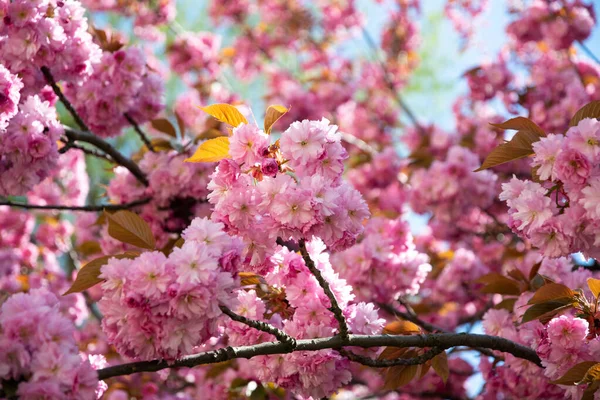 Çiçekli pembe Japon sakura ağacı.