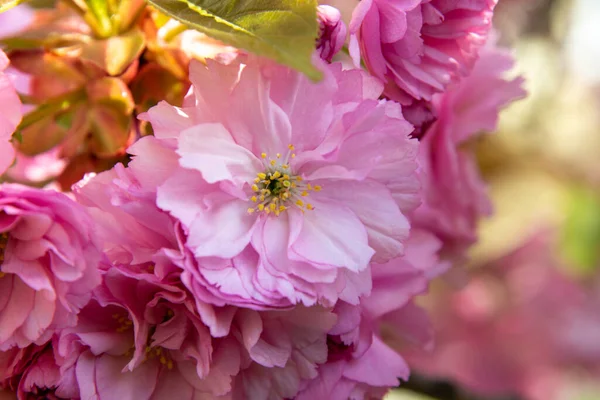 Floração Rosa Japonês Sakura Árvore — Fotografia de Stock