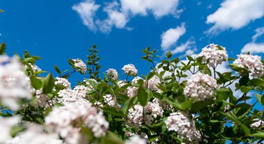 Çiçekli bahar çalı kolleksisi
