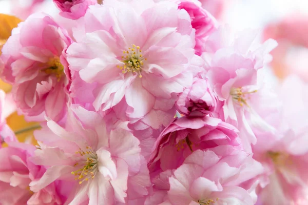 Çiçekli pembe Japon sakura ağacı.