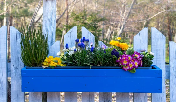 Flower Pot Spring Flowers Home Garden Decoration — ストック写真