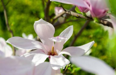 Bahar bahçesinde pembe manolyalar