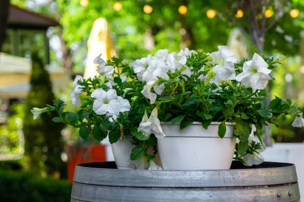 White Petunias Flower Pot — Stock Photo, Image