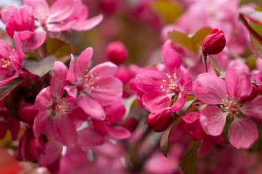  Narin pembe elma çiçeği