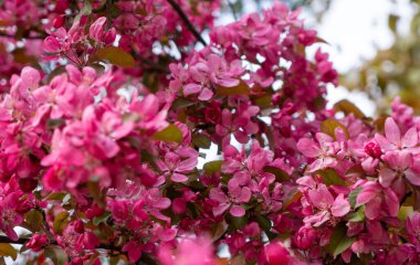  Narin pembe elma çiçeği