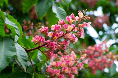 Çiçek açan Kyiv pembe bahar kestane ağacı