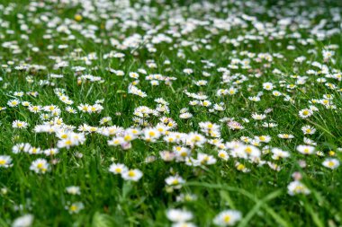 Alp çayırında beyaz papatya çiçekleri