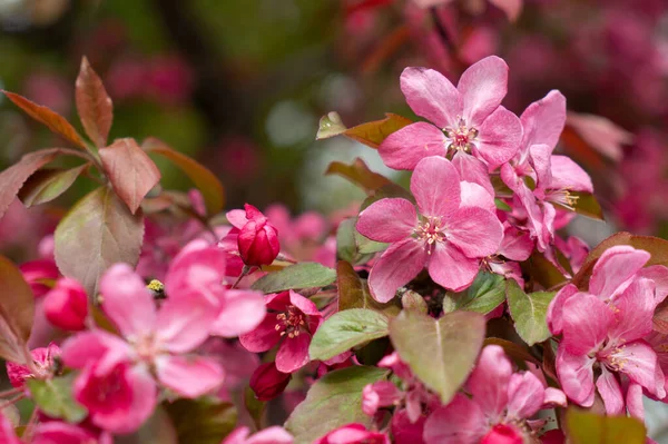 Bahar bahçesinde narin pembe elma çiçeği