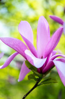 Bahar bahçesinde pembe manolyalar