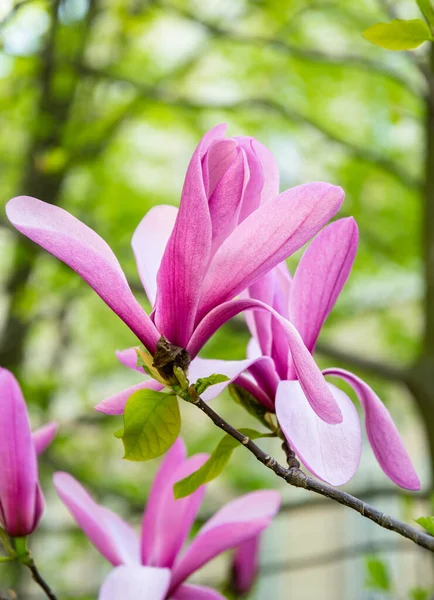 Różowe Magnolie Wiosennym Ogrodzie — Zdjęcie stockowe