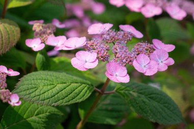 Yaz bahçesinde pembe ortanca çiçekleri