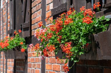 Pencere kenarındaki saksıda kırmızı sardunya