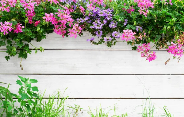 Colourful Flower Background Blooming Geranium Timber Fence — Fotografia de Stock