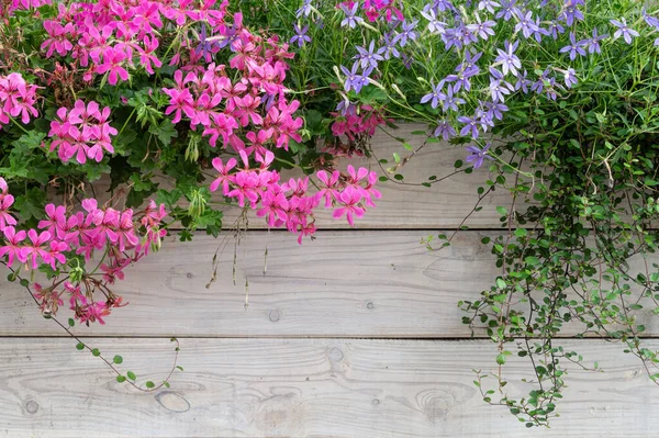 Colourful Flower Background Blooming Geranium Timber Fence — ストック写真