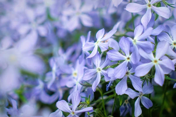 Blue Fragrant Matthiola Flowers Garden — Stock fotografie