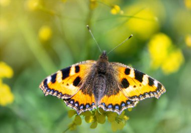 Bir yaz tarlasının arka planında turuncu kelebek ürtiker