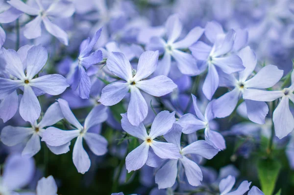 Blue Fragrant Matthiola Flowers Garden — Stock fotografie