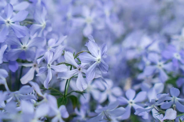 Blue Fragrant Matthiola Flowers Garden — Stock fotografie