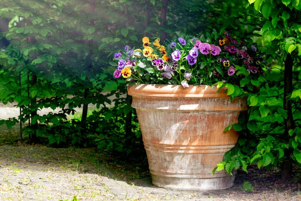 開花スミレと庭の花の鍋 — ストック写真