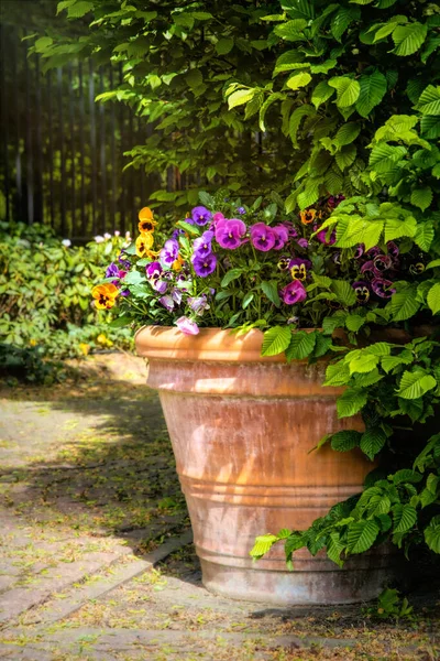 開花スミレと庭の花の鍋 — ストック写真
