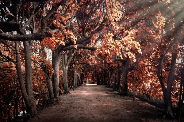 旧秋の公園の路地 — ストック写真