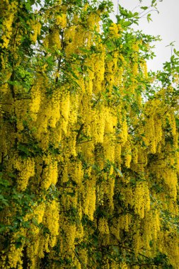 Çiçek açan sarı akasya ağacı