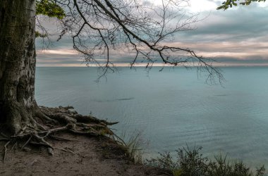 Tree and autumn evening seascape