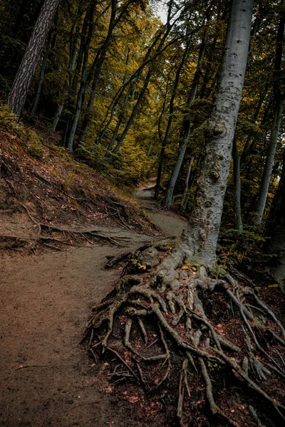 秋の森の中の古い木と道 — ストック写真