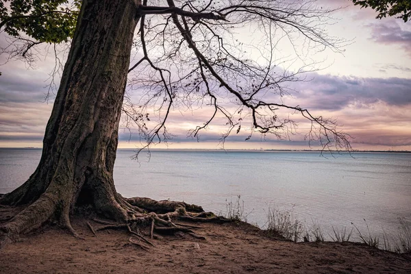 Дерево Осінній Вечір Море — стокове фото