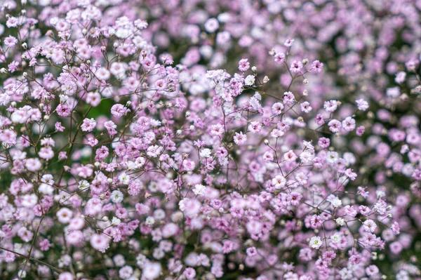 Delicate Pink Gypsophila Flowers Garden — Fotografia de Stock