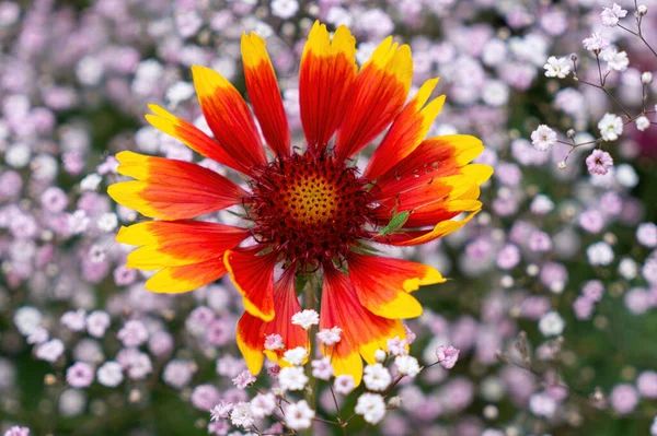 Summer Wildflowers Sunny Meadow — 스톡 사진
