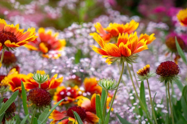 Summer Wildflowers Sunny Meadow — Stock Fotó