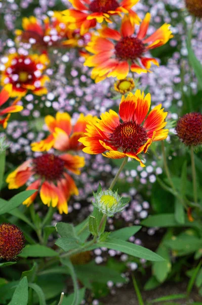 Summer Wildflowers Sunny Meadow — Stock Fotó