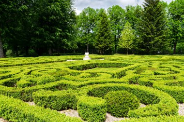  Eski bir bahçede budanmış tahta çalılar.