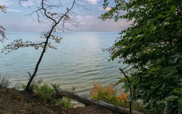 Tree and autumn evening seascape