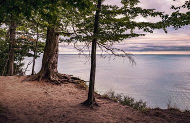 Tree and autumn evening seascape