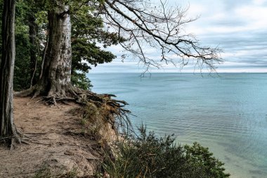 Tree and autumn evening seascape