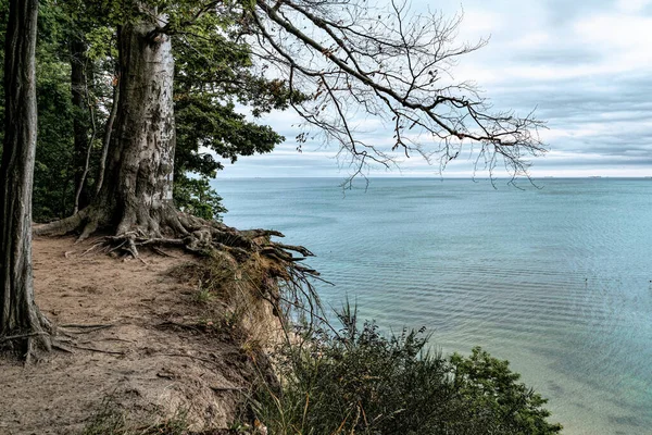 Tree and autumn evening seascape