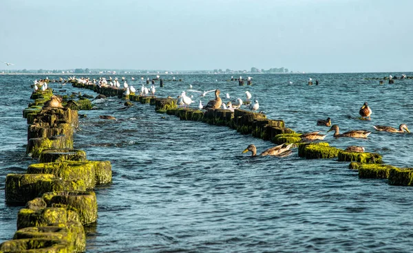 Old Ruined Wooden Pier White Seagulls — Stock Photo, Image