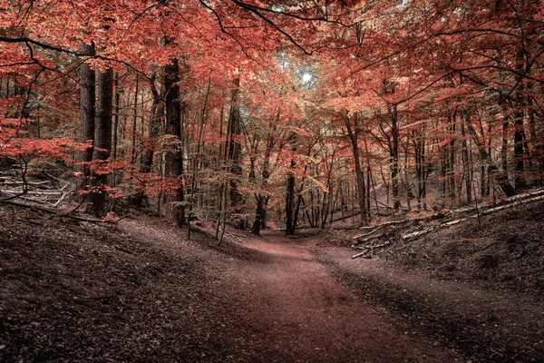 Trail Old Autumn Forest — ストック写真
