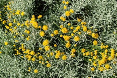 Yaz bahçesinde kimyon çiçekleri